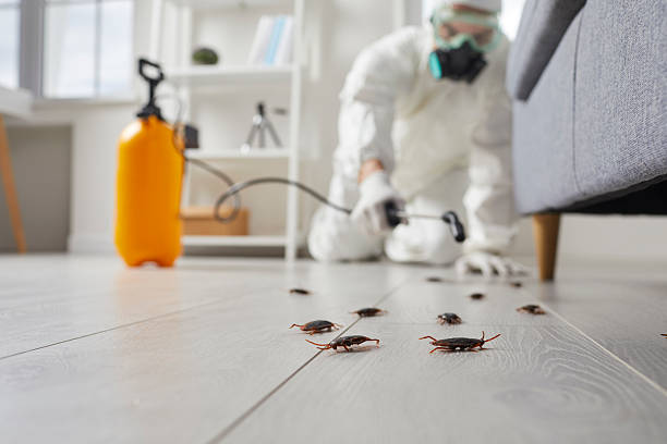 Commercial Rodent Management in Redland